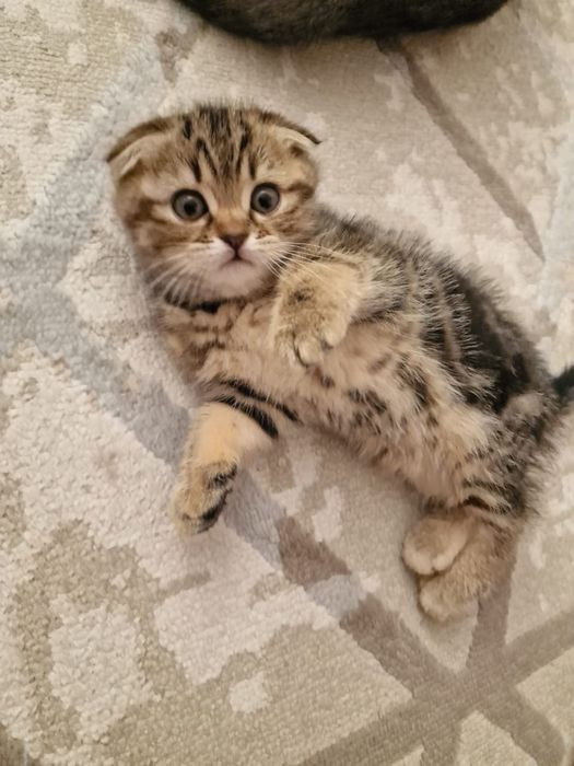 Котик Шотландец