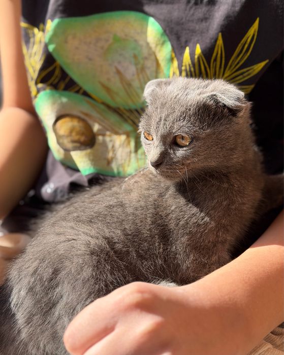 Шотландский вислоухий