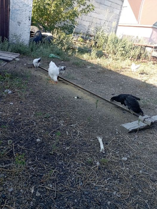 продам 1*5 месяцев цыплята
