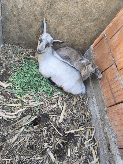 Vând o iada și un țap metis anglonubiana cu albă de Banat