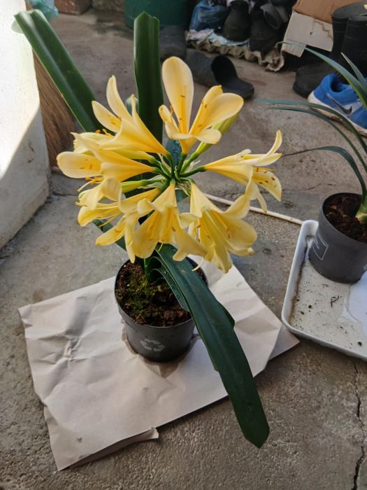 цветя Жълта Кливия