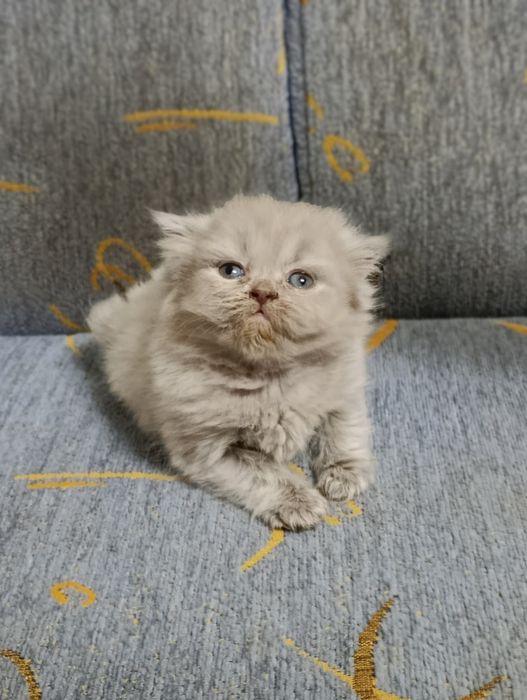 Продается котенок