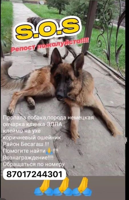 Пропала собака город Алматы поселок Бесагаш