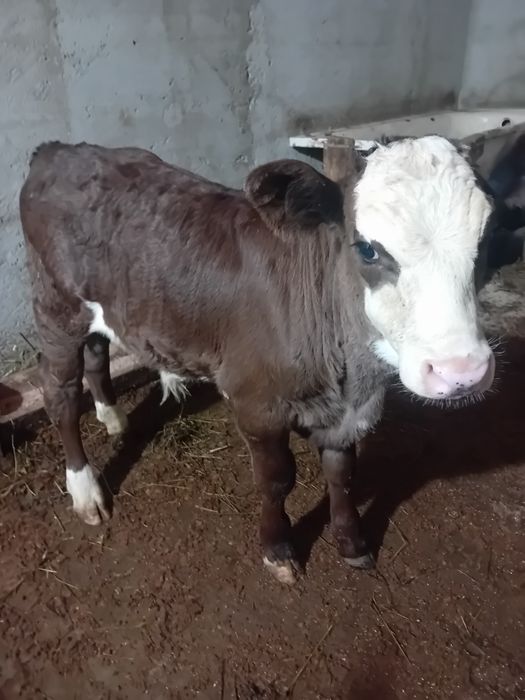 Vaci  cu vitai de vanzare