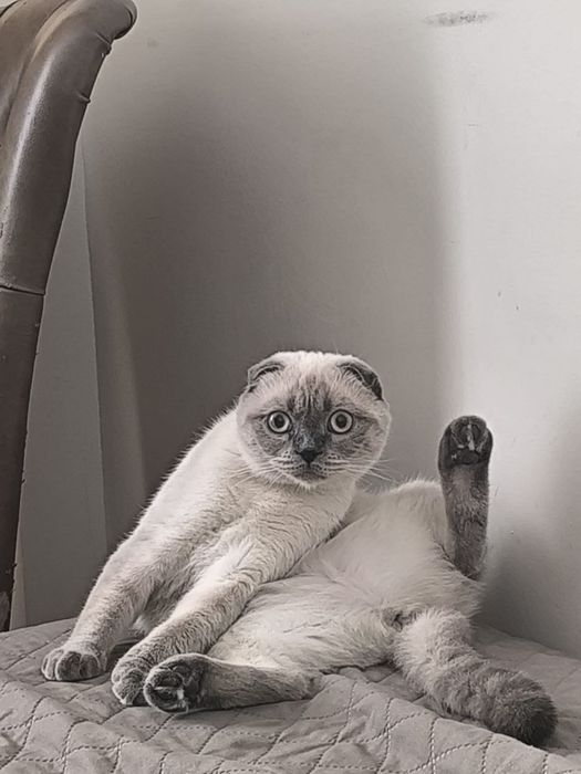 Кошка для вязки бесплатно