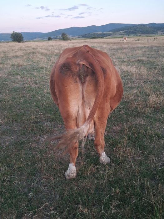 Vând vaci de lapte