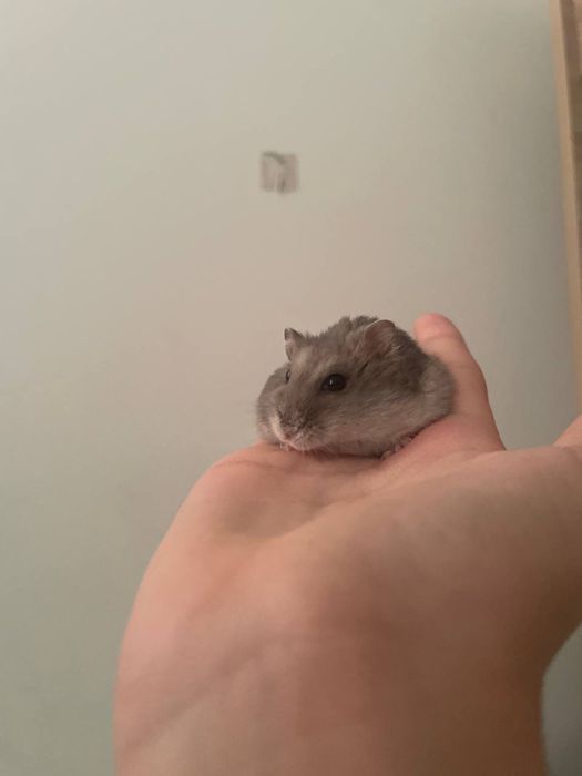 Хомяк джунгарик
