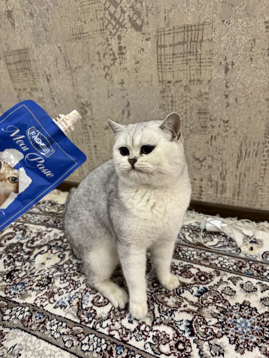 Вязка хизмати! Эркак мушук Барсик киз мушукларни учрашувга таклиф этад