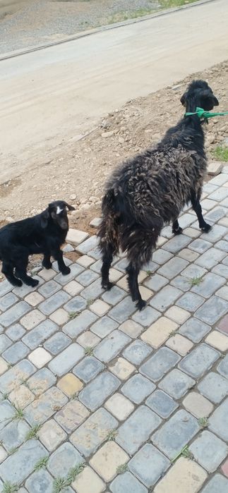 Екиши тума ешкі салсатылады