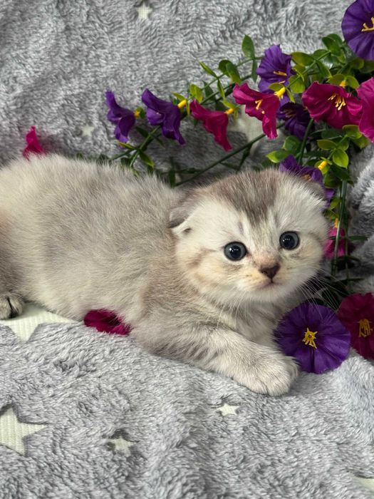 золото серебро шиншиллы