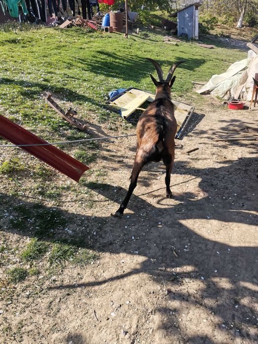 Vreau să vind un Tap francez alpin