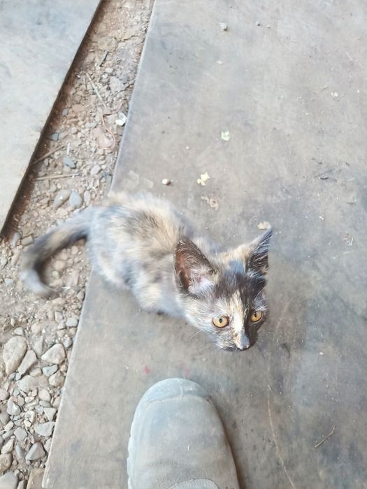 Отдам котенка бесплатно