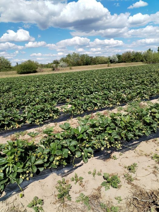 Stoloni de capsuni soiul Aprica si soiul Murano