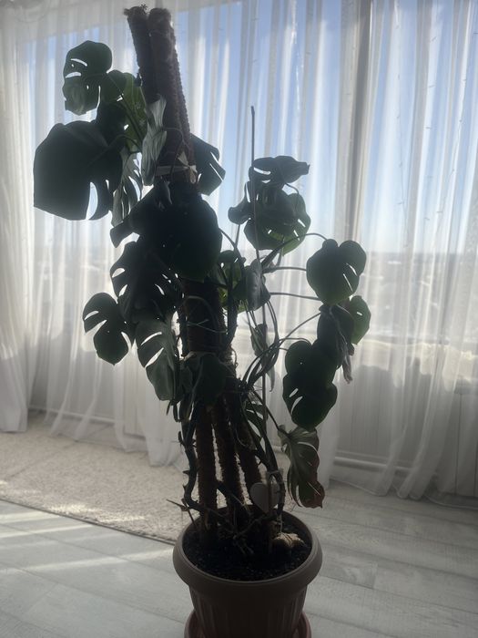 Пальмы для офиса и дома .