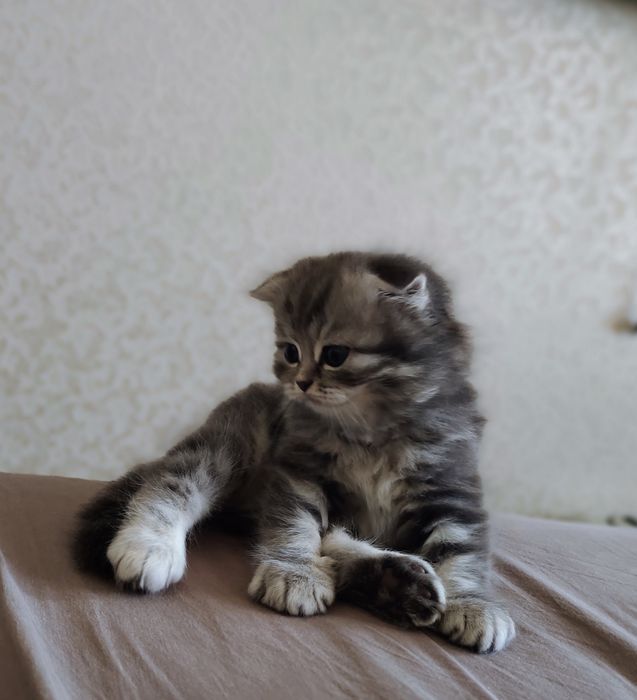 Продам шотландских котят