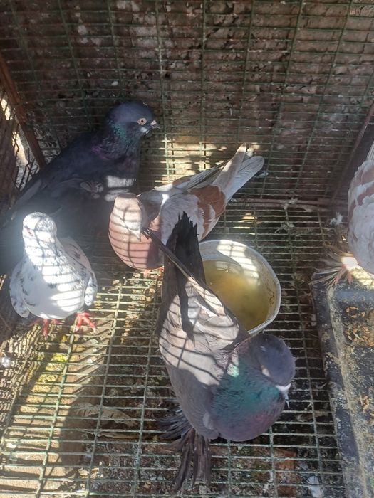 Прадам голоби прадам