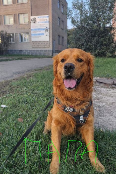 Отдам щенка лабрадора