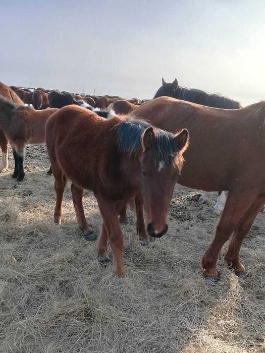 Продам жеребёнка