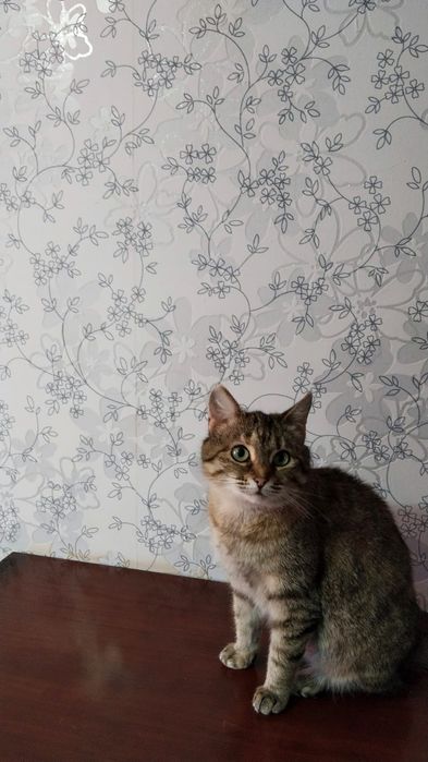 Отдаём кошку в добрые руки