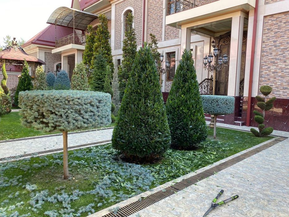 Archa kelish davolash