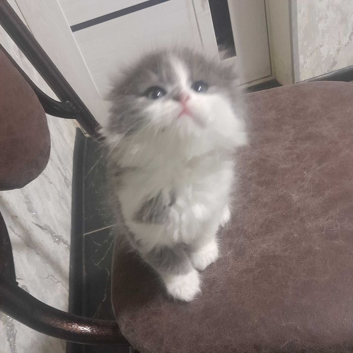 Shokish fold mushukchalar sotiladi