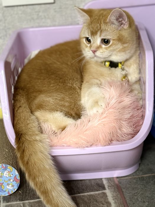 Кот шиншила голд