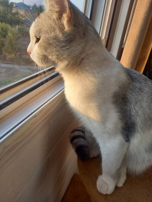 Отдам котика в добрые руки.
