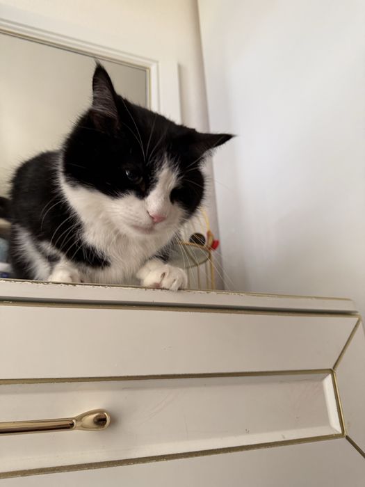 Отдам кота в добрые руки