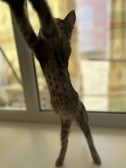Котенок девочка 2 мес