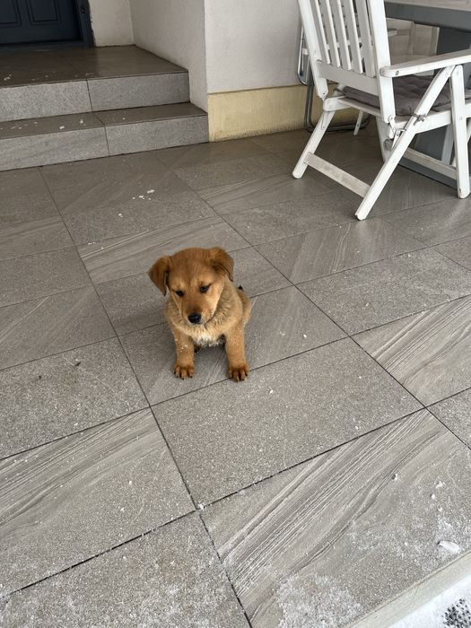 Donez căței Rottweiler cu ciobanesc