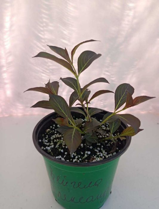 Вейгейла цветушая