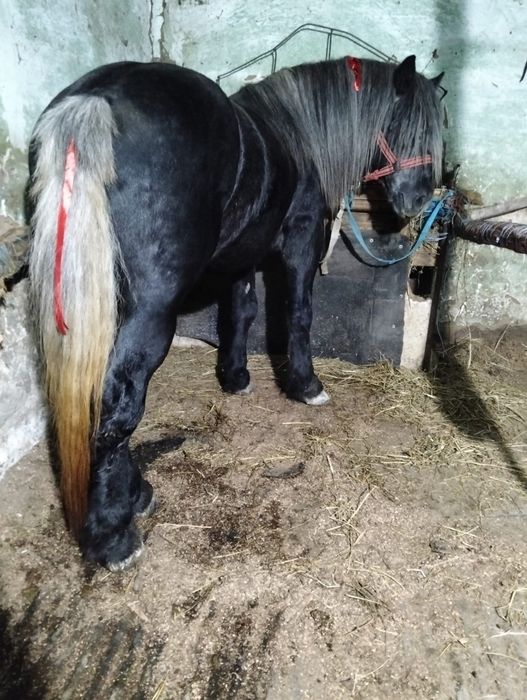 Vand armasar de 3 ani