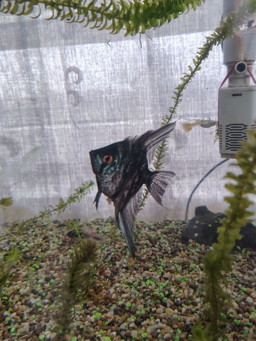 Pești de acvariu,acvarii,plante de acvariu Minis • OLX.ro