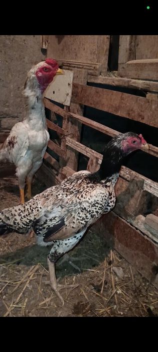 Карео макони тухумда сотилади