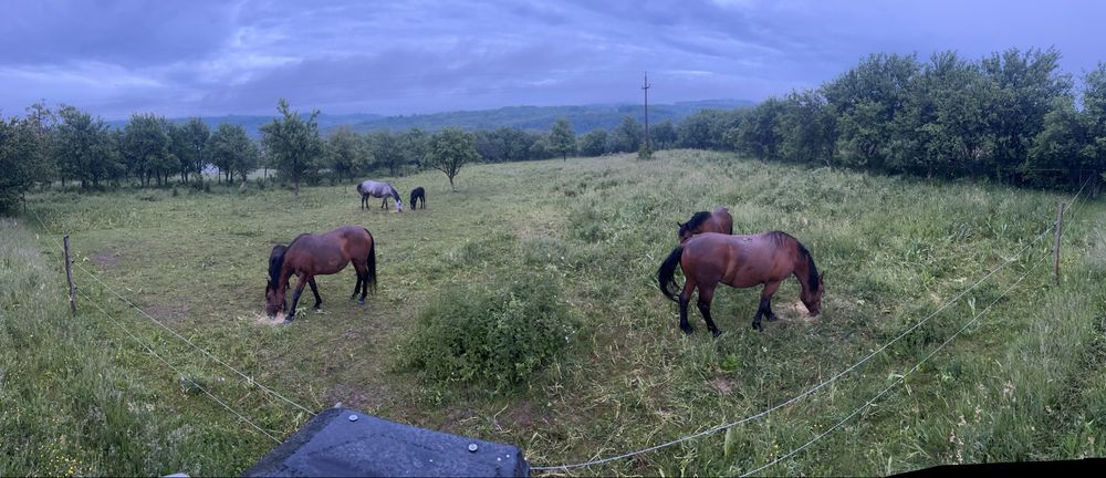 Iepe de vanzare