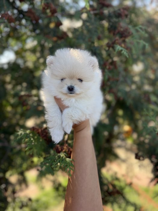 Pomeranian mascul