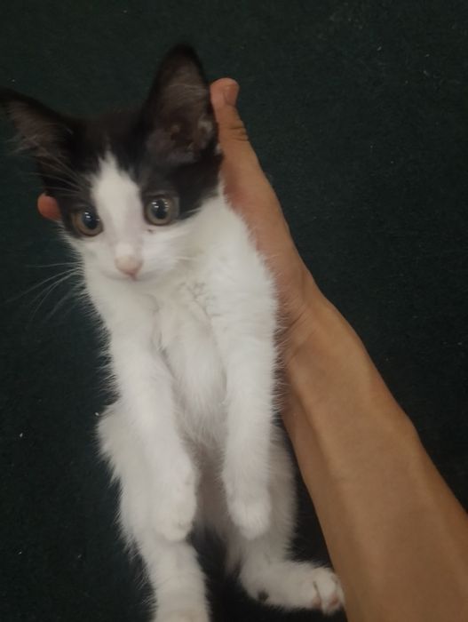 кошка.                .