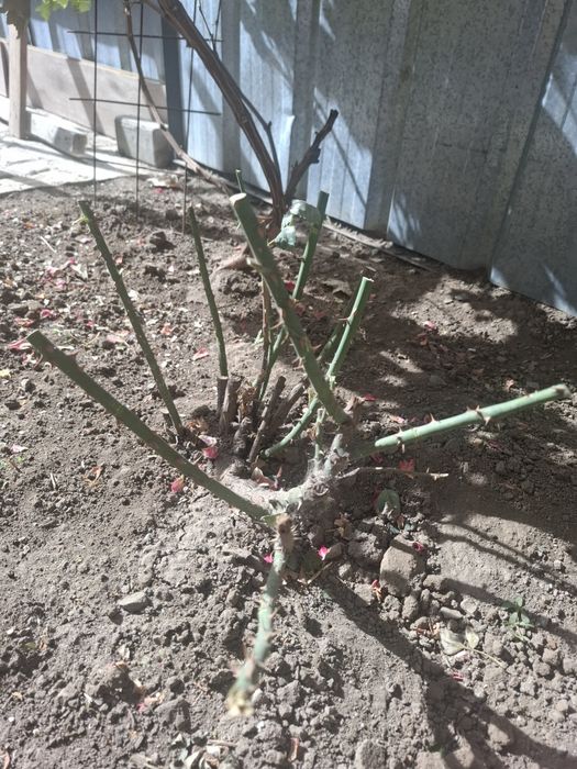 Продам куст розы