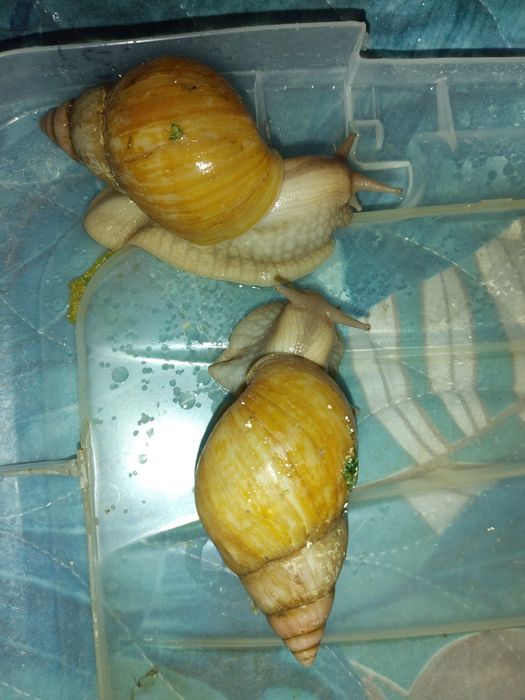 Улитки радация стандарт 4-5см