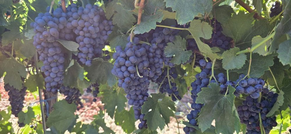 Vând Strugurii de vin