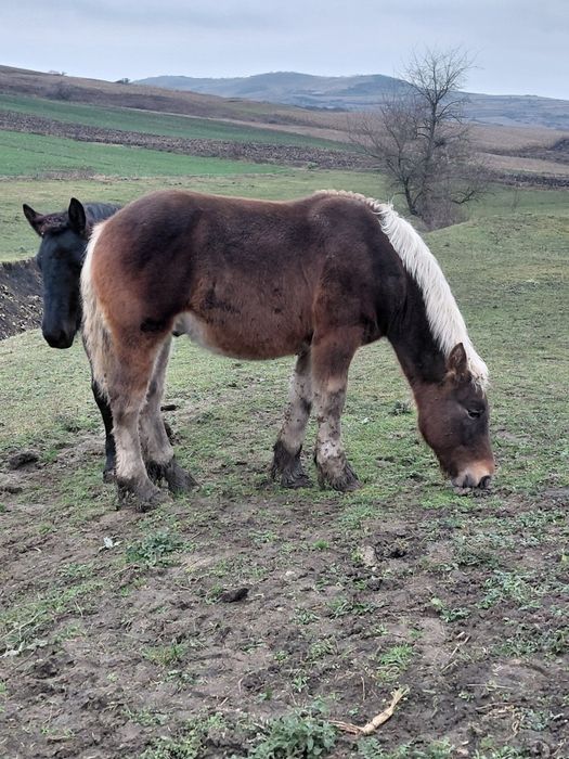 Manz greu din părinți de excepție