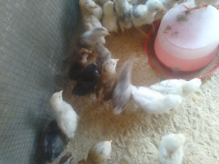 Pui de găină de țară