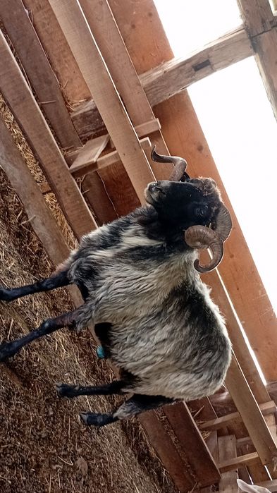 Berbec de vânzare!