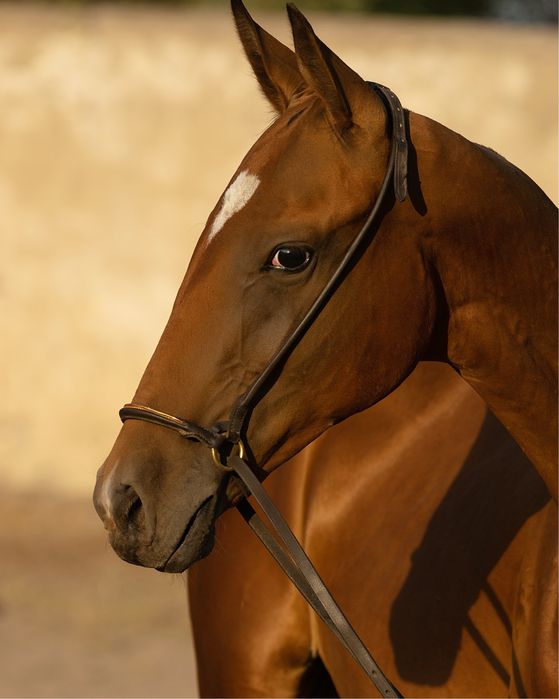 Ахалтекинские лошади