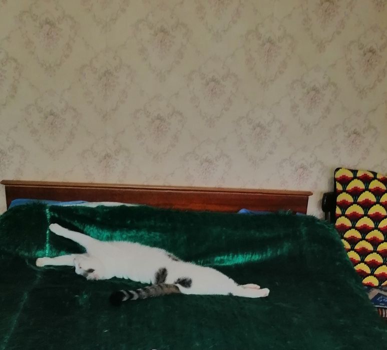 , Коте търси дом,