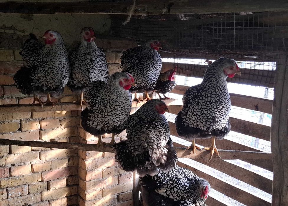 Свободни яйца от виандот