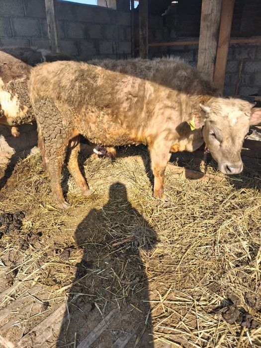 Продам скот корову и бычков