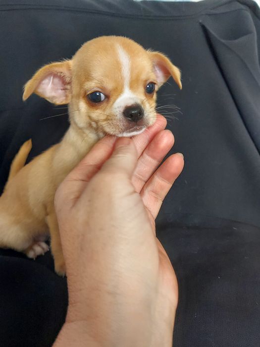 Продаю щенков чихуахуа