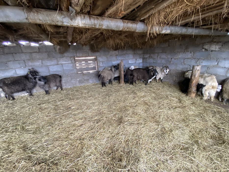 Козы и козлята 15 голов