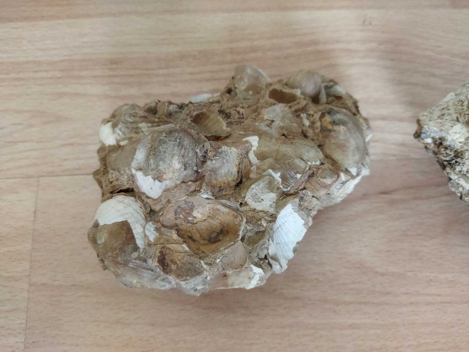 НАЛИЧНИ до края на месеца вкаменени миди 2 броя